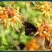 Black Swallowtail in the Honeysuckle Bush by vernabeth