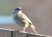 1st Apr 2012 - Watch the birdy