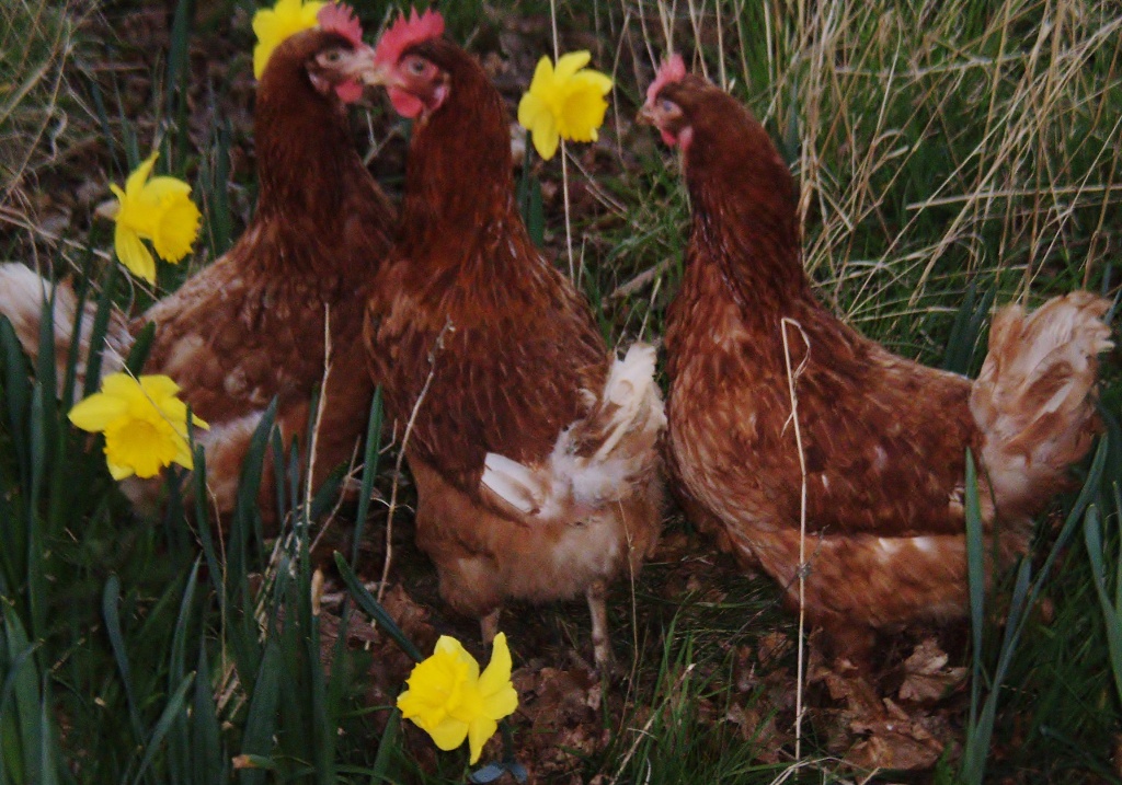 Daffodils and Hens  by snowy