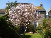 29th Mar 2012 - Magnolia tree. 