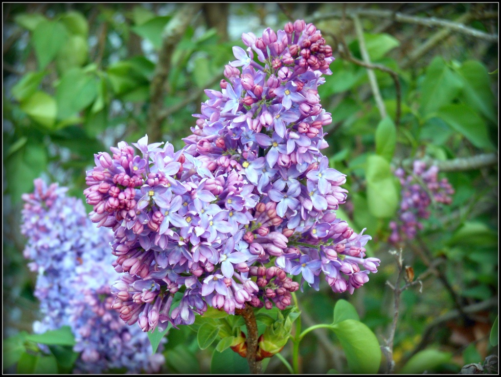 Heavenly Lilacs by cindymc
