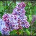 Heavenly Lilacs by cindymc