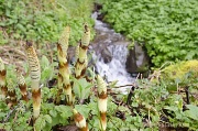 2nd Apr 2012 - Stream Rushing Behind the Horse Tail Ferns