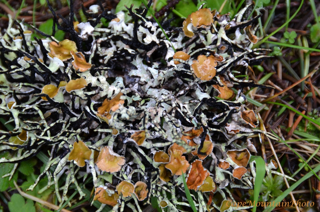 Fungus on Fungus Among Us by jgpittenger