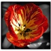 365-94 Another tulip! by judithdeacon