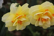 1st Apr 2012 - Spring Flowers