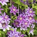 Backyard Clematis by lynne5477