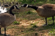 2nd Apr 2012 - Geese