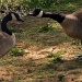 Geese by milaniet