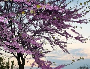 2nd Apr 2012 - Blossoms at sunset