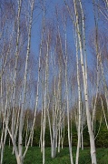 2nd Apr 2012 - White trees