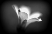2nd Apr 2012 - Black And White Flower