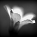 Black And White Flower by kerristephens