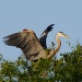 Blue Heron in Treetops by rob257