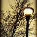 streetlamp by edie