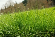 2nd Apr 2012 - Time To Cut The Grass