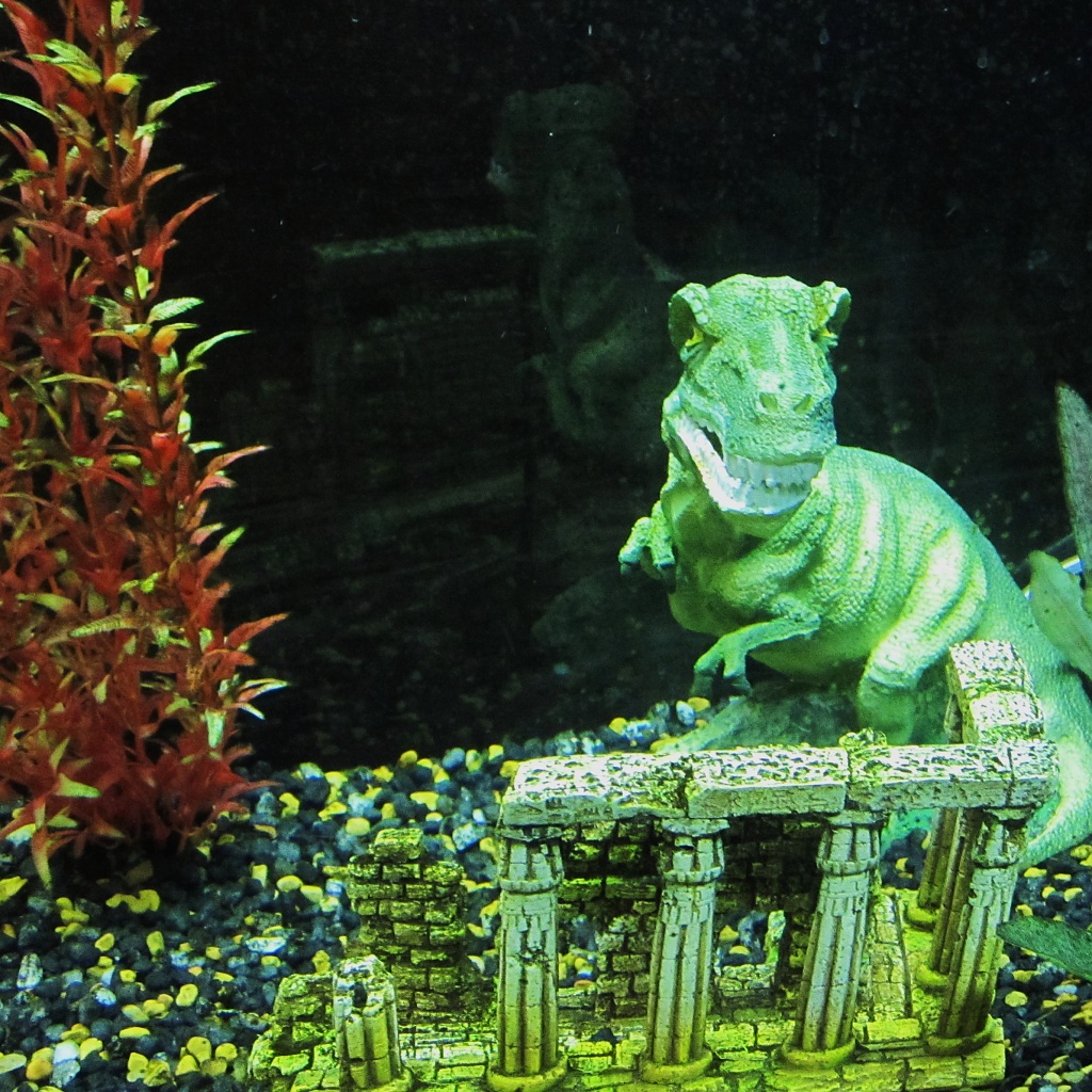 June 11.  Reptar in our aquarium by margonaut