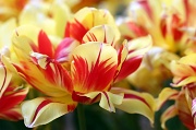 29th Mar 2012 - Parrot Tulip