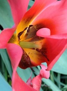 31st Mar 2012 - Tulip