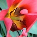 Tulip by kdrinkie
