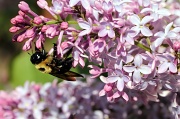 28th Mar 2012 - Carpenter Bee