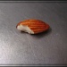 Almond by olivetreeann