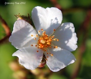 2nd Apr 2012 - Wild white rose