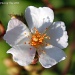 Wild white rose by grannysue
