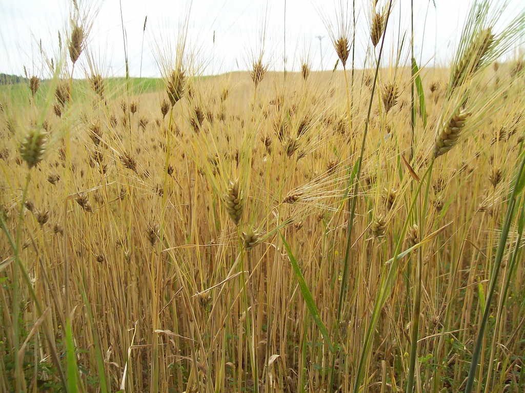 Wheat Field by julie