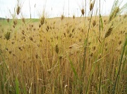 13th Jun 2010 - Wheat Field