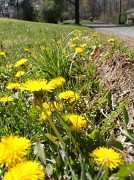 2nd Apr 2012 - Dandelions