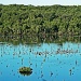 Wynnum Wetlands by corymbia