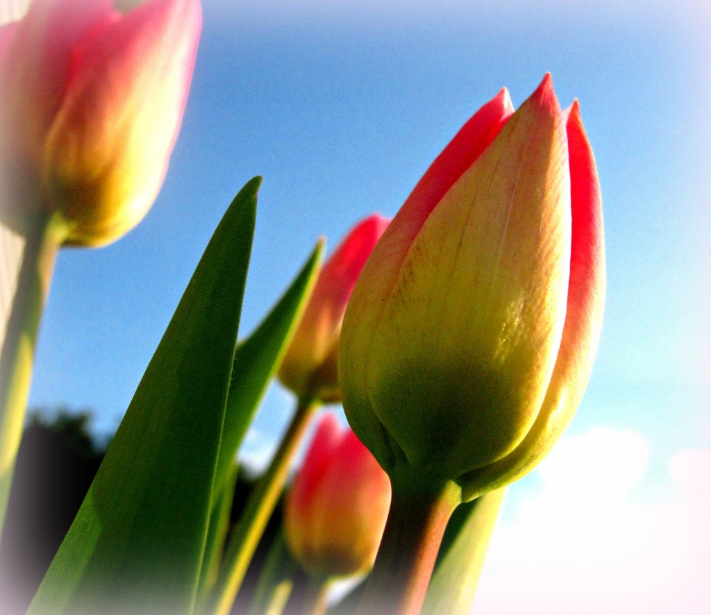 Garden Tulips by myhrhelper