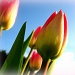 Garden Tulips by myhrhelper