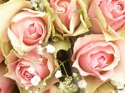 3rd Apr 2012 - Pastel Rose