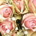 Pastel Rose by tonygig
