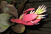 30th Mar 2012 - Cactus flower by night