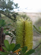 27th Mar 2012 - Banksia