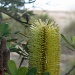 Banksia by marguerita