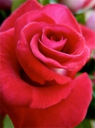 1st Apr 2012 - Rose