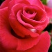 Rose by kjarn