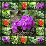2nd Apr 2012 - Colours of My World
