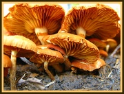 30th Mar 2012 - Fungi Fun