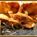 Fungi Fun by loey5150