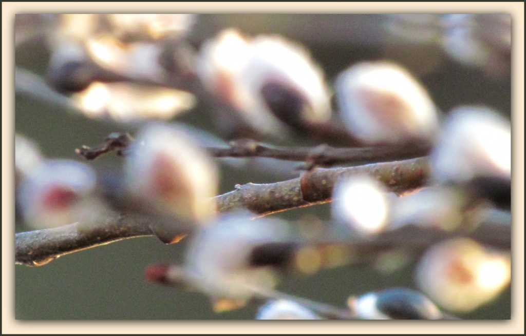 Pussywillow Bokeh by glimpses