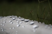 3rd Apr 2012 - raindrops and ......