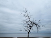 3rd Apr 2012 - Tree