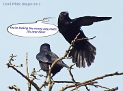 3rd Apr 2012 - Something to Crow About!