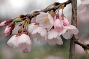 16th Mar 2012 - Cherry Blossoms