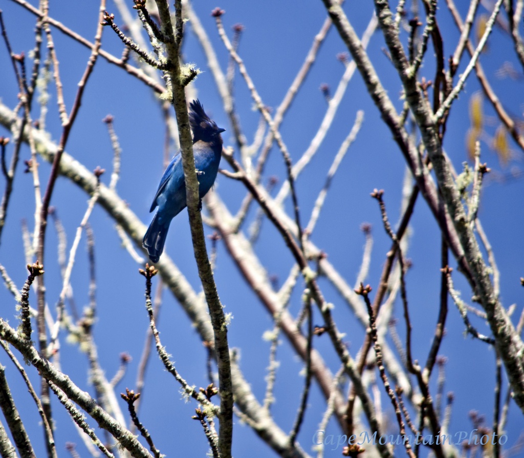 Stellar Blue Jay Showing Off in the Blue Sky by jgpittenger